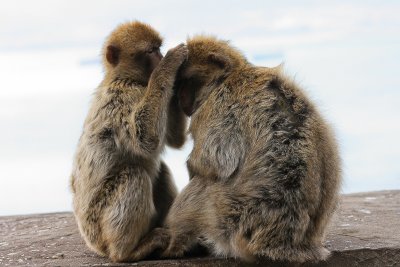 Barbary Macaque - Magot
