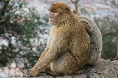 Barbary Macaque - Magot