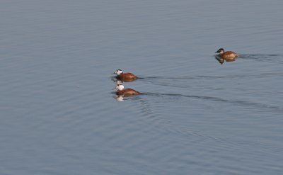 White-headed Duck - Witkopeend