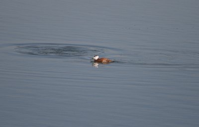 White-headed Duck - Witkopeend