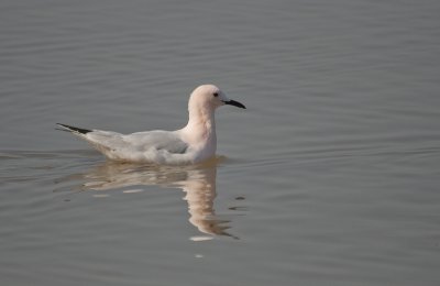 Slender-billed Gull - Dunbekmeeuw