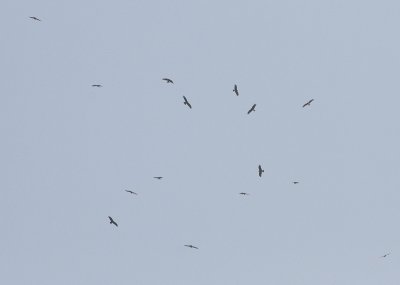 Black Kite - Zwarte Wouw