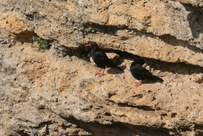 Red-billed Chough - Alpenkraai
