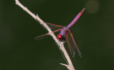 Violet Dropwing - Purperlibel