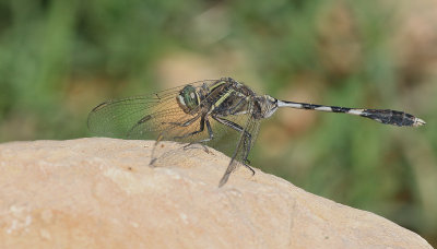 Dragonfly - Libel