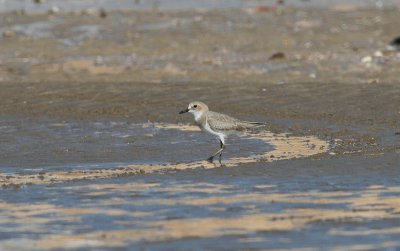 Greater sand Plover - Woestijnplevier