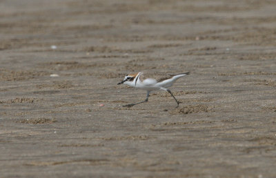 Kentish Plover - Strandplevier