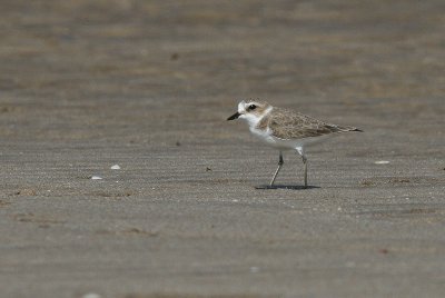 Lesser Sand Plover - Mongoolse Plevier