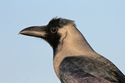 House Crow - Huiskraai