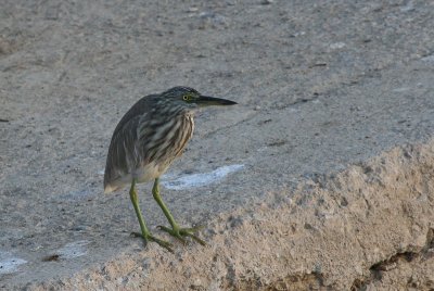 Squacco Heron - Ralreiger