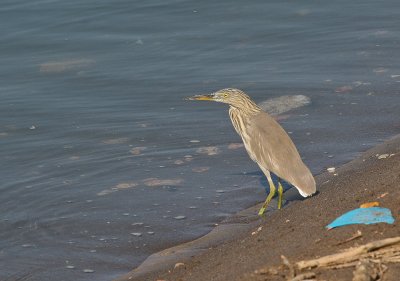 Squacco Heron - Ralreiger