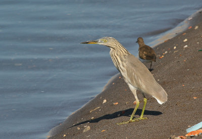 Squacco Heron - Ralreiger