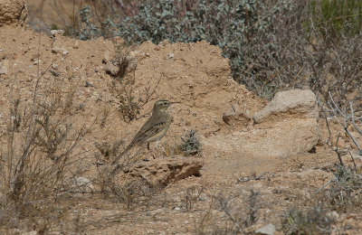 Tawny Pipit - Duinpieper