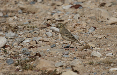 Tawny Pipit - Duinpieper