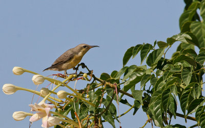 Purple Sunbird - Paarse Honingzuiger