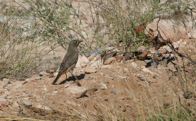 Black Redstart - Zwarte Roodstaart