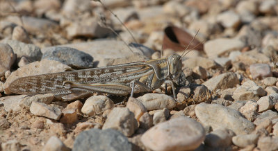 Grasshopper - Sprinkhaan