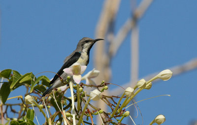 Purple Sunbird - Paarse Honingzuiger