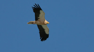 Egyptian Vulture - Aasgier