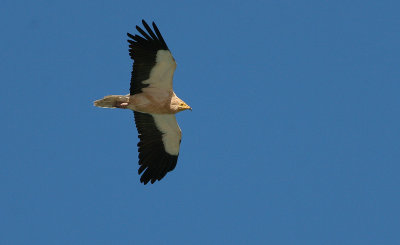 Egyptian Vulture - Aasgier