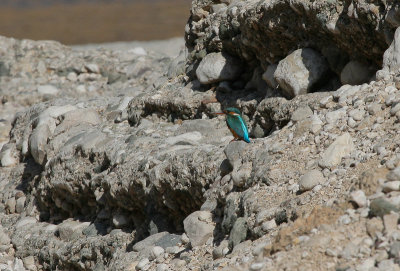 Kingfisher - IJsvogel