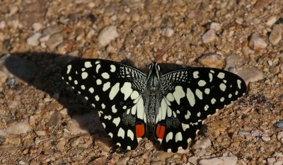 Butterfly - Vlinder