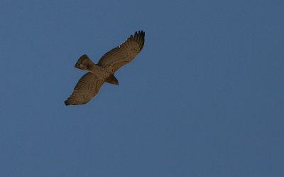 Short-toed Snake Eagle - Slangenarend