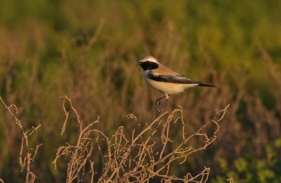 Desert Wheatear - Woestijntapuit