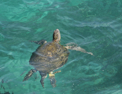 Green Seaturtle - Groene Zeeschildpad