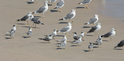 Swift Tern - Grote Kuifstern