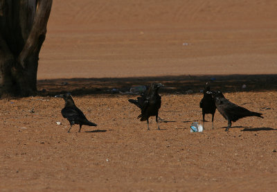 Brown-necked Raven - Bruinnekraaf