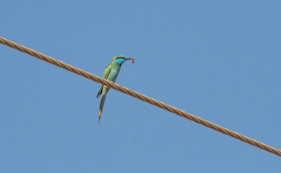 Green Bee-eater - Kleine Groene Bijeneter