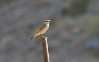 Red-tailed Wheatear - Roodstaarttapuit