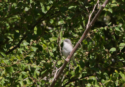 Desert Lesser-whitethroat - Woestijnbraamsluiper