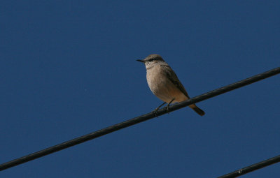 Red-tailed Wheatear - Roodstaarttapuit