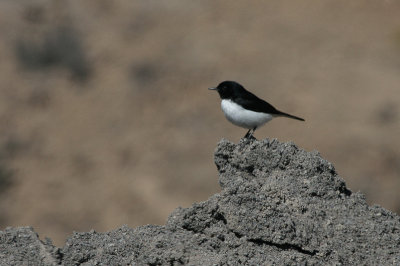 Hume's Wheatear - Humes Tapuit