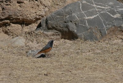 Black Redstart - Zwarte Roodstaart