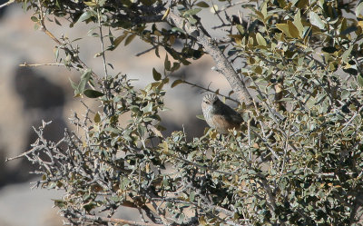 Scrub Warbler - Maquiszanger