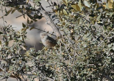 Scrub Warbler - Maquiszanger