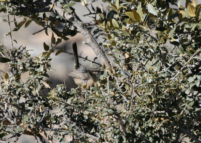 Scrub Warbler - Maquiszanger