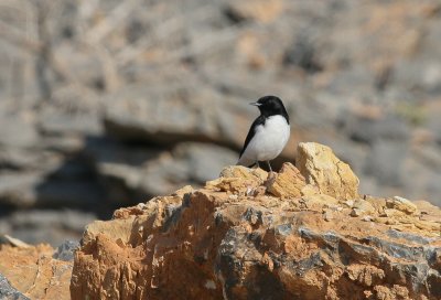 Hume's Wheatear - Humes Tapuit