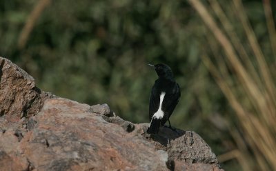 Hume's Wheatear - Humes Tapuit