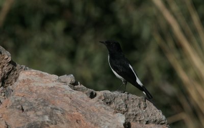 Hume's Wheatear - Humes Tapuit