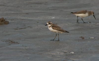 Lesser Sand Plover - Mongoolse Plevier