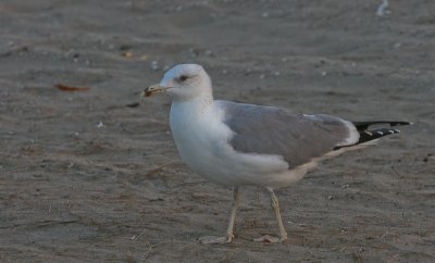 Steppegull - Steppemeeuw