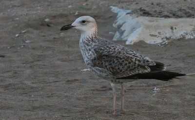 Steppegull - Steppemeeuw