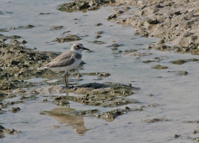 Greater Sandplover - Woestijnplevier