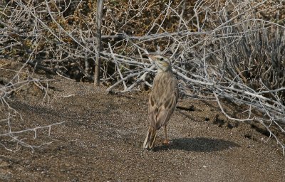 Long-billed Pipit - Langsnavelpieper