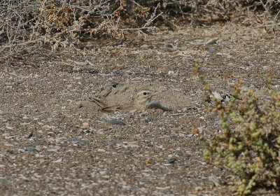 Long-billed Pipit - Langsnavelpieper