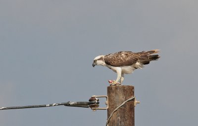 Osprey - Visarend